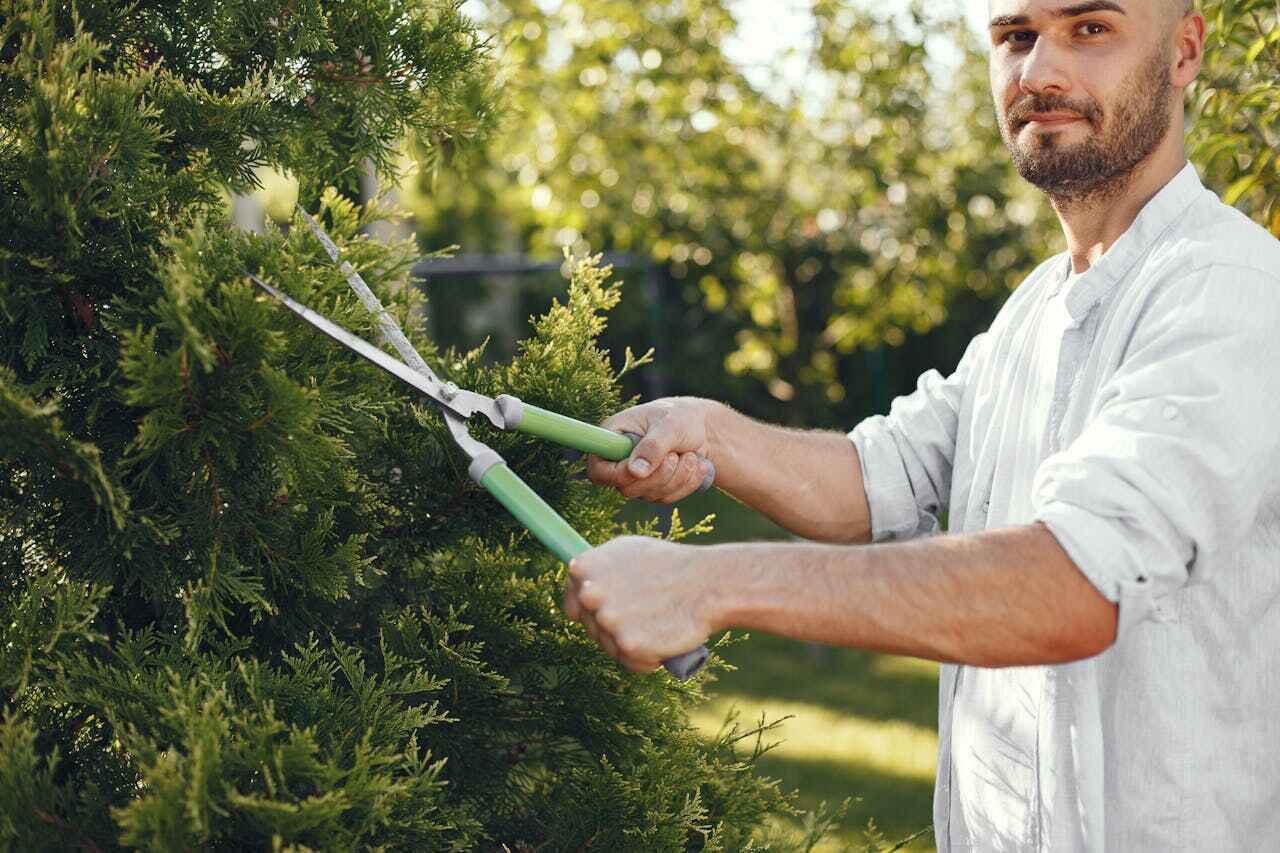 Residential Tree Removal in Marshfield, MO